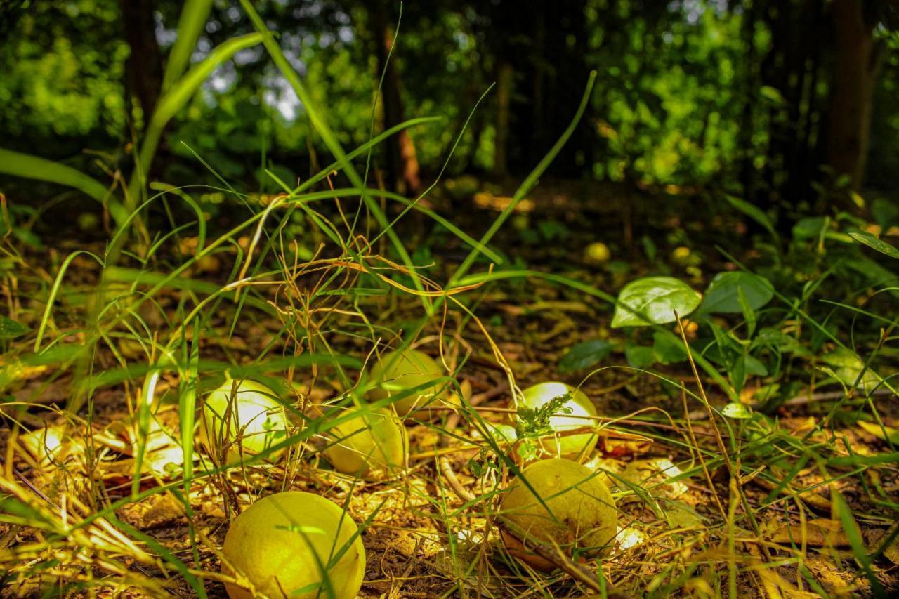 Panna Tiger Resort- Riverside Property Rājgarh Zewnętrze zdjęcie